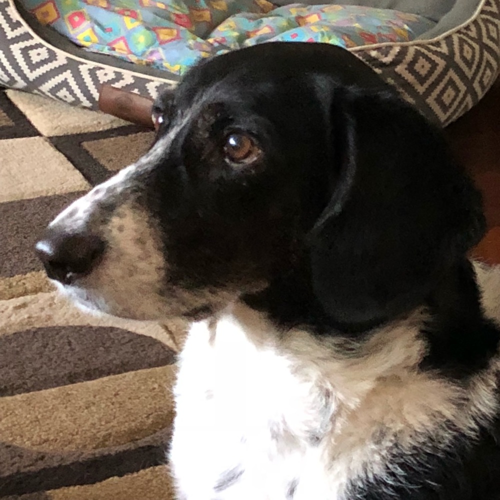 Meet your Posher, Sam